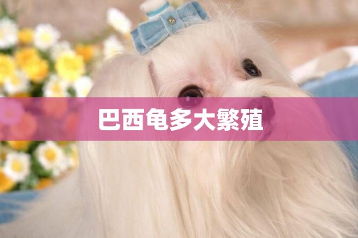 巴西龜多大繁殖