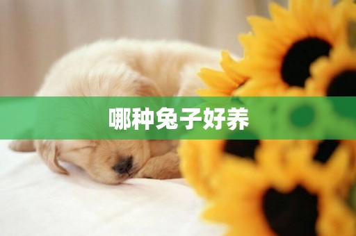哪種兔子好養