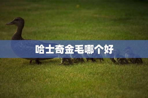 哈士奇金毛哪個好