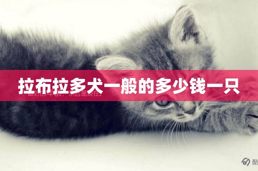 拉布拉多犬一般的多少錢一只