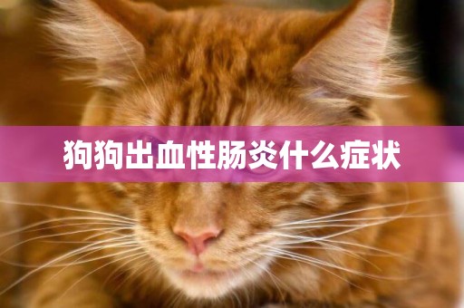 狗狗出血性腸炎什么癥狀
