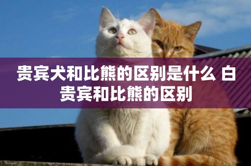 貴賓犬和比熊的區別是什么 白貴賓和比熊的區別