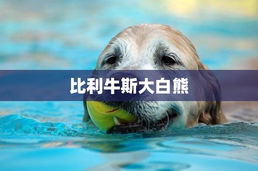 比利牛斯大白熊
