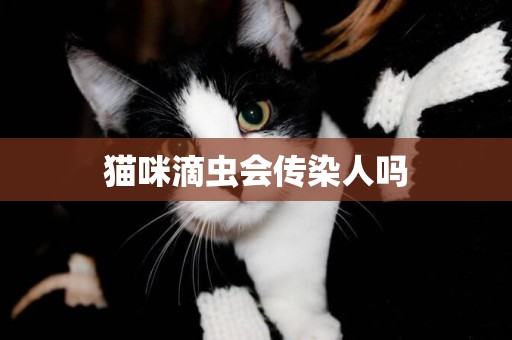 貓咪滴蟲會傳染人嗎