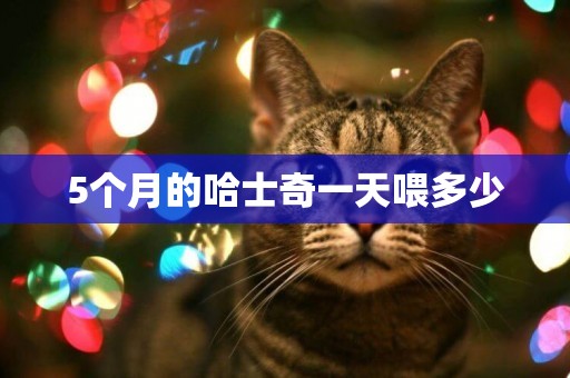 5個月的哈士奇一天喂多少