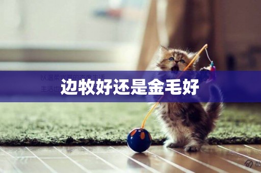 邊牧好還是金毛好