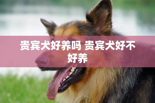 貴賓犬好養嗎 貴賓犬好不好養