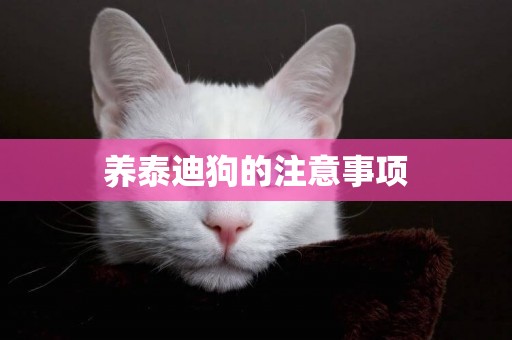 養泰迪狗的注意事項