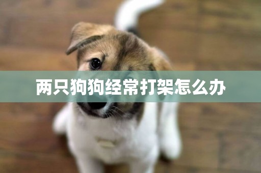 兩只狗狗經常打架怎么辦
