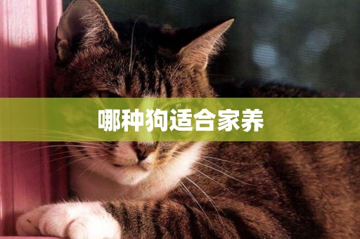 哪種狗適合家養