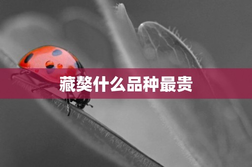 藏獒什么品種最貴