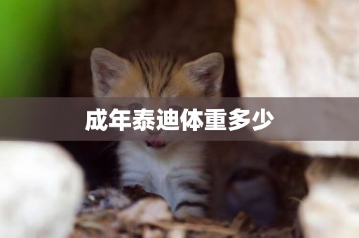 成年泰迪體重多少