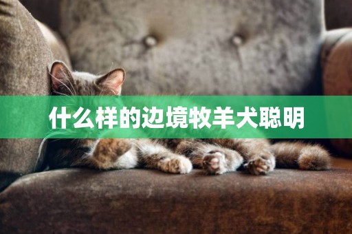 什么樣的邊境牧羊犬聰明