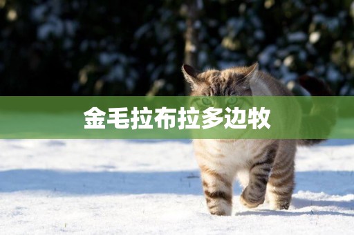 金毛拉布拉多邊牧
