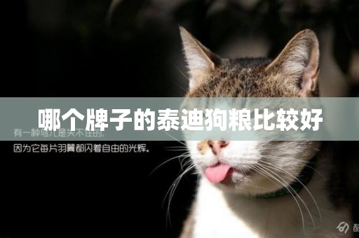 哪個牌子的泰迪狗糧比較好