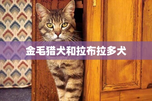 金毛獵犬和拉布拉多犬