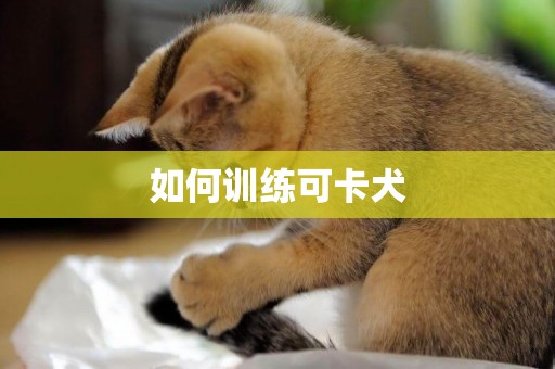 如何訓練可卡犬