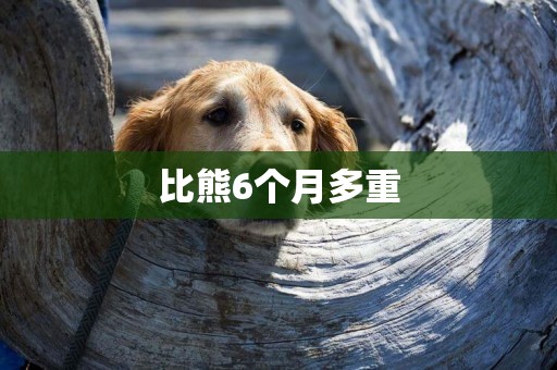 比熊6個月多重