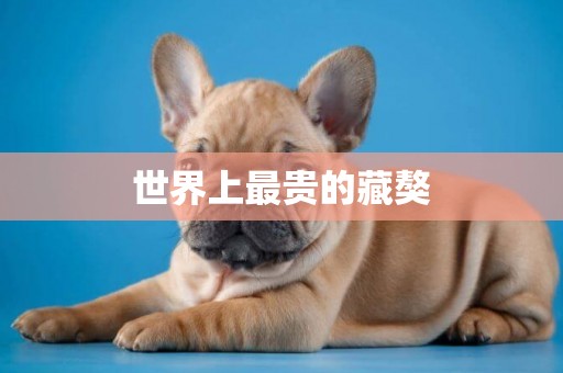 世界上最貴的藏獒