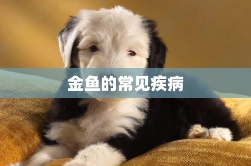 金魚的常見疾病