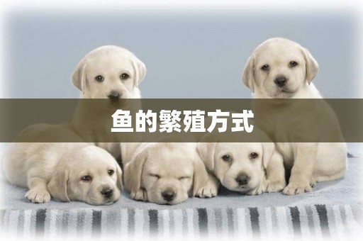 魚的繁殖方式
