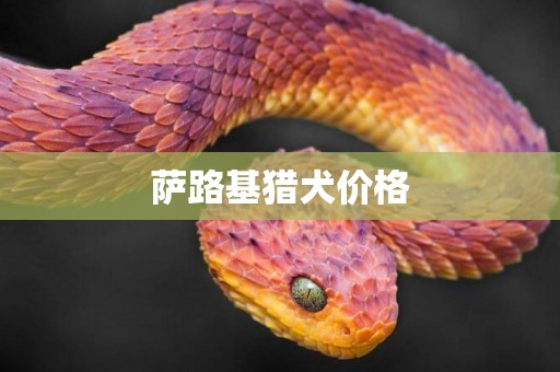 薩路基獵犬價格