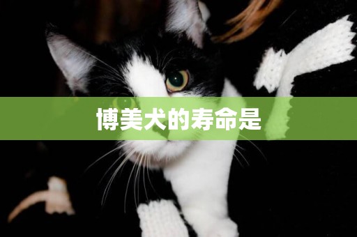 博美犬的壽命是