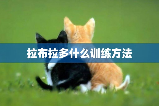 拉布拉多什么訓練方法