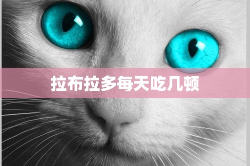 拉布拉多每天吃幾頓