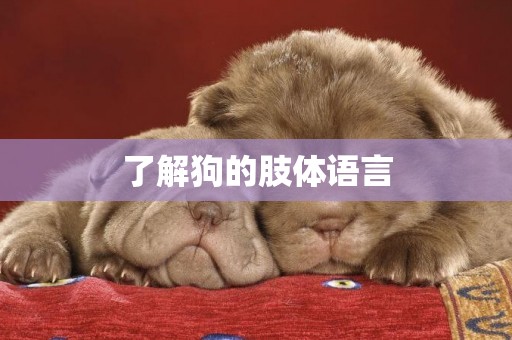 了解狗的肢體語言