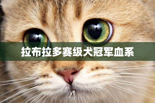 拉布拉多賽級犬冠軍血系