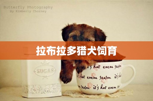 拉布拉多獵犬飼育