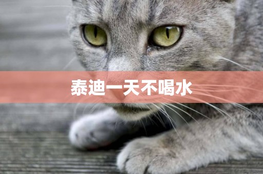 泰迪一天不喝水
