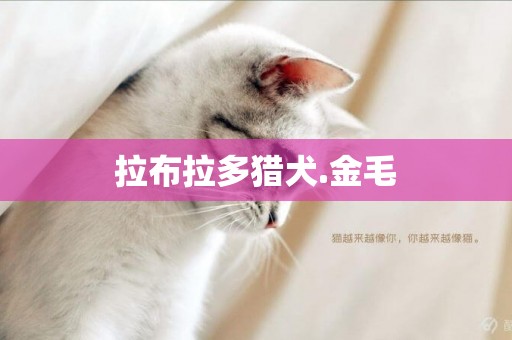 拉布拉多獵犬.金毛