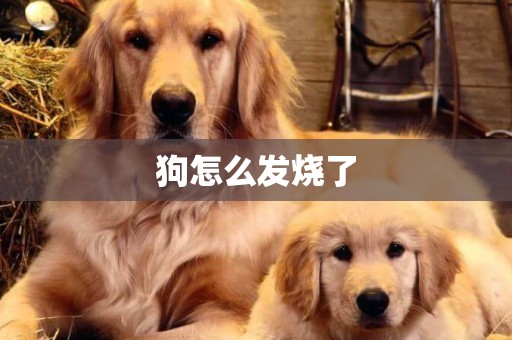 狗怎么發燒了