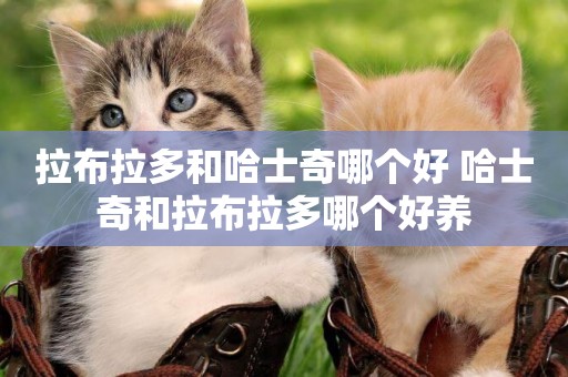 拉布拉多和哈士奇哪個好 哈士奇和拉布拉多哪個好養