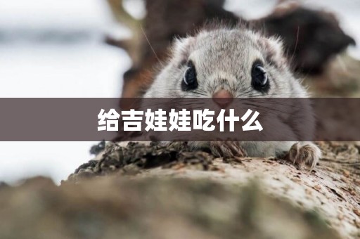 給吉娃娃吃什么