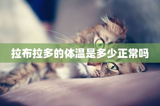 拉布拉多的體溫是多少正常嗎