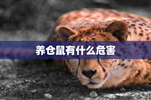 養倉鼠有什么危害