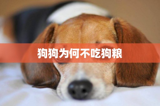 狗狗為何不吃狗糧
