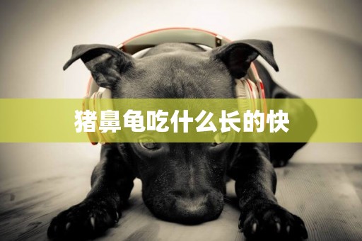 豬鼻龜吃什么長的快