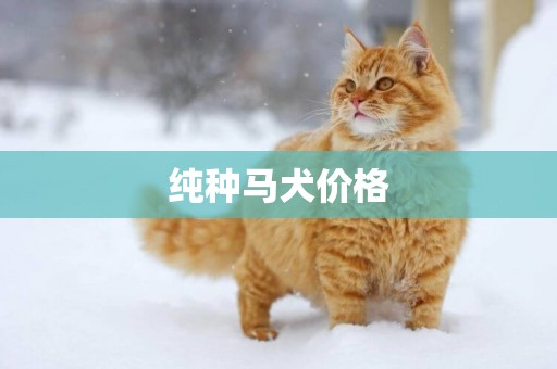 純種馬犬價格