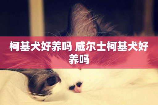 柯基犬好養嗎 威爾士柯基犬好養嗎