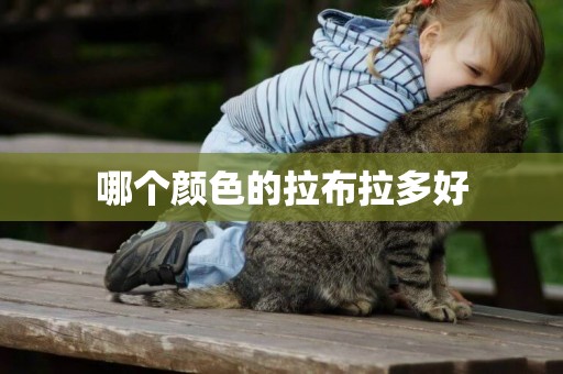 哪個顏色的拉布拉多好