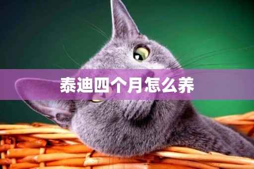泰迪四個月怎么養