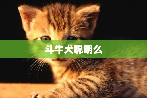 斗牛犬聰明么