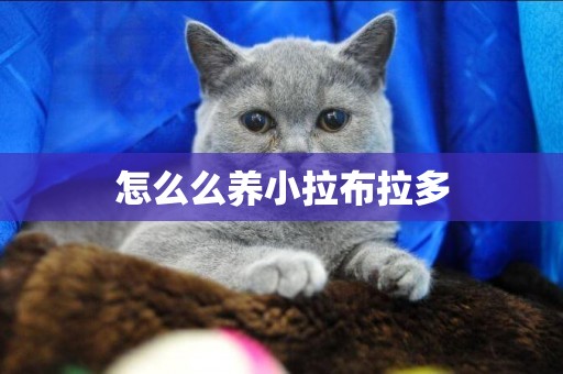 怎么么養小拉布拉多