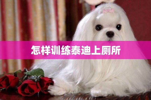 怎樣訓練泰迪上廁所