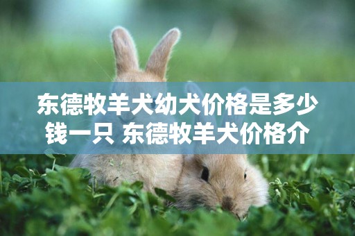 東德牧羊犬幼犬價格是多少錢一只 東德牧羊犬價格介紹