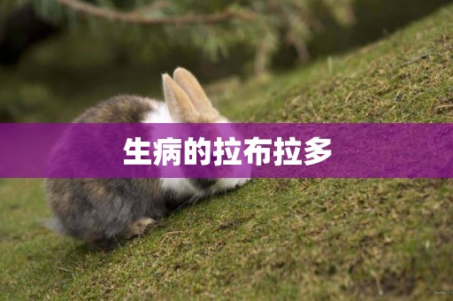 生病的拉布拉多